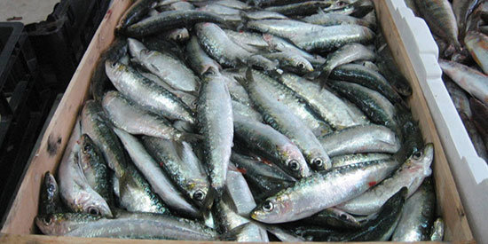 sardina-iberica
