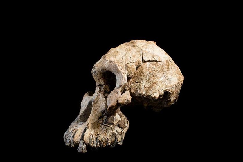 cráneo paleolítico
